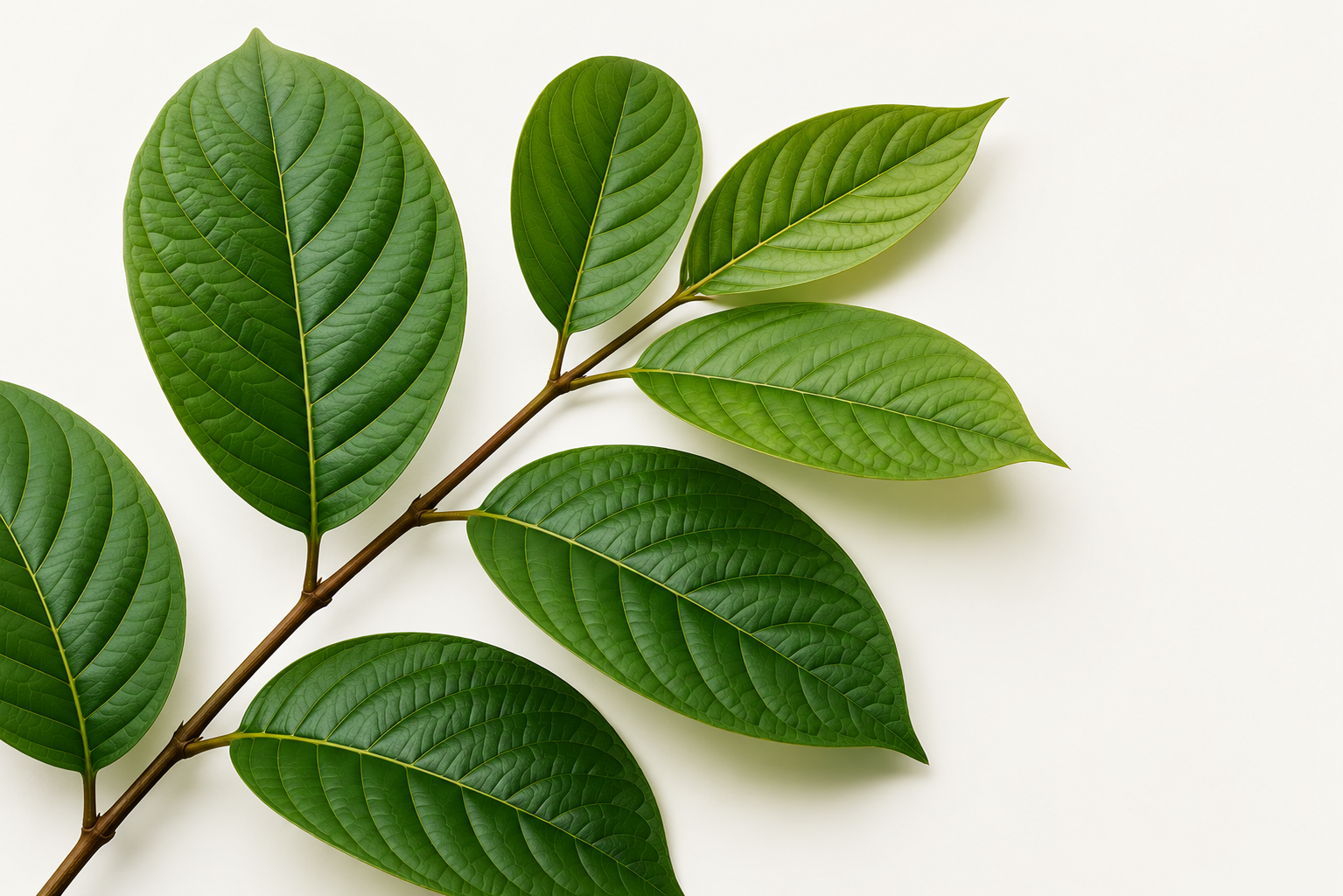 Close up of bright green kratom leaves